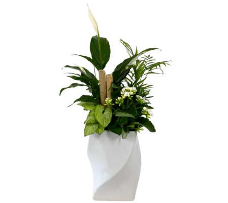 Enchanting Tropical Planter