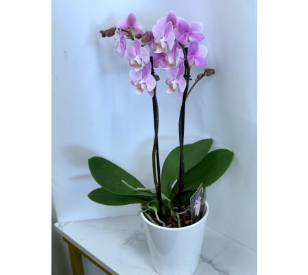 Double Spiked Orchid - Lavender