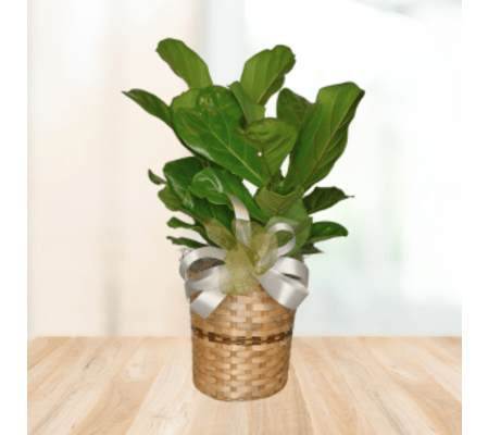 Fashionable Ficus Plant