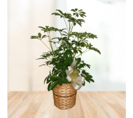 Showy Schefflera Plant