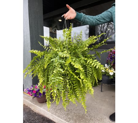 Fern Hanging Basket