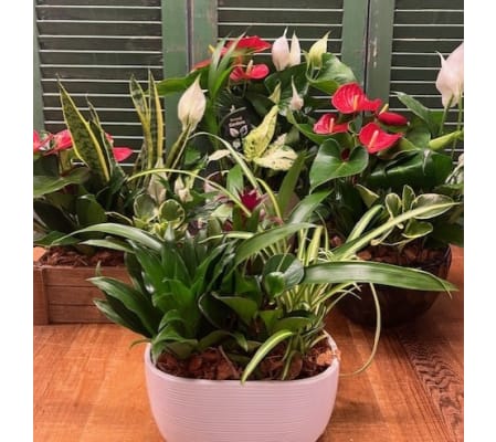 Indoor Planter Garden