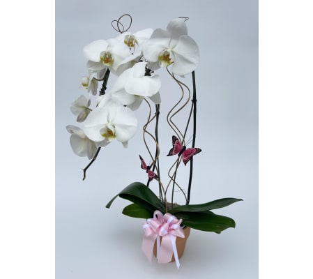 Deco Orchid