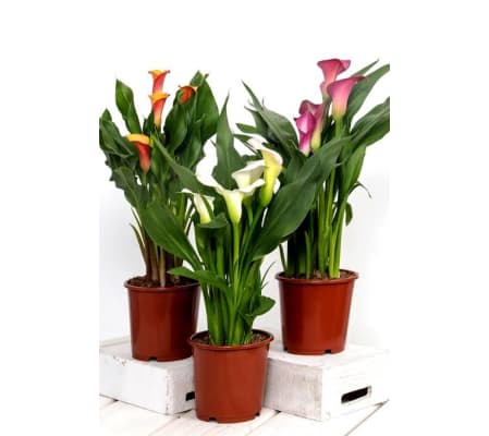 calalily plant colors will vary