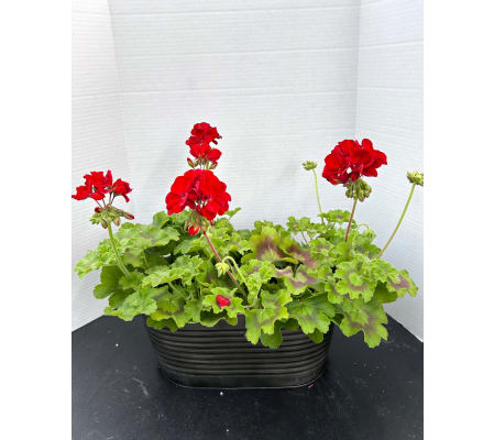 Double Geranium Basket