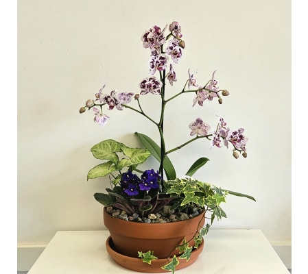 Orchid Dish Garden