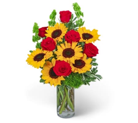 Sunflower Rosy and Glow