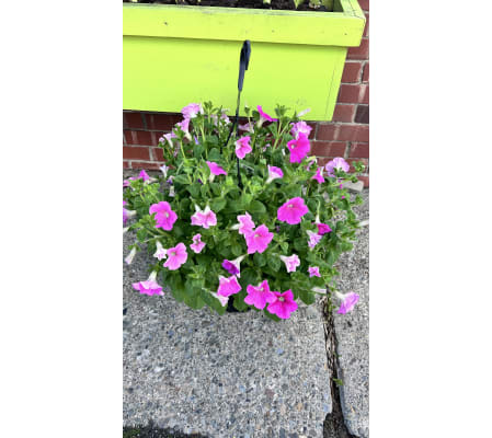 Petunia Hanging Basket