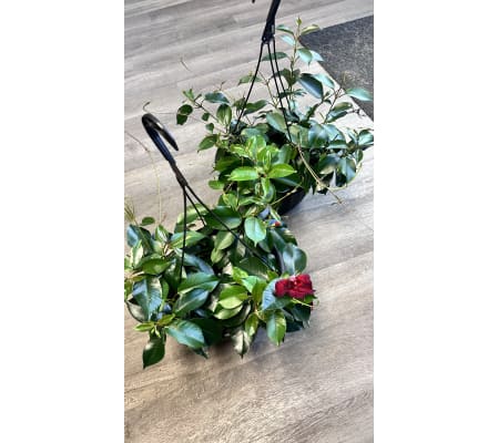 Dipladenia Hanging outdoor basket