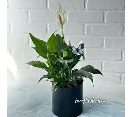 Peace Lily in Black Glass Pot