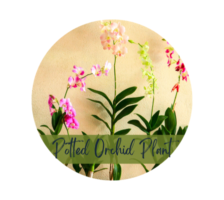 Striking Phalaenopsis Orchid