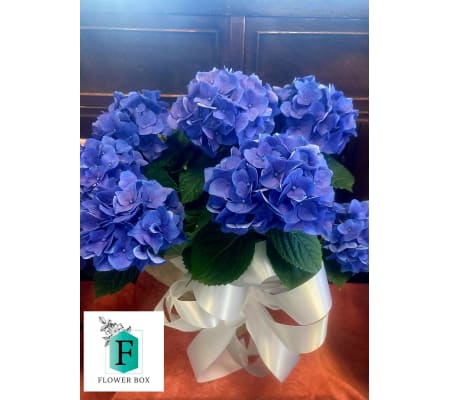 Blue Hydrangea Plant