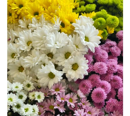 Daisy Delight *Cut Flowers*