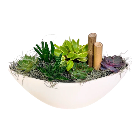Large White Succulent Boat