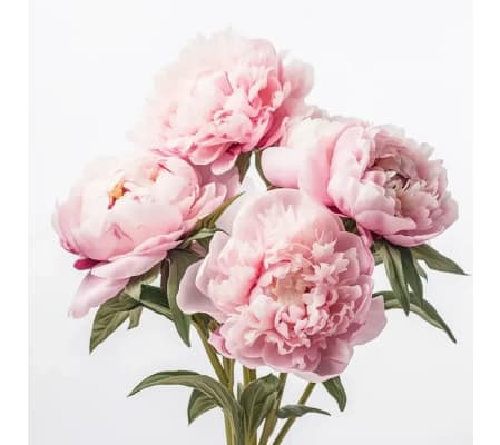 Peonies Special