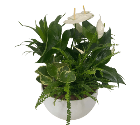 Extra Large White Sympathy Tropical Planter