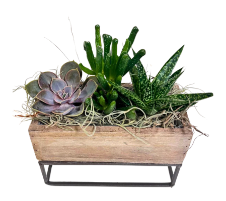 Raised Rectangle Succulent