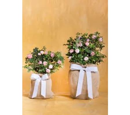 floribunda rose bush