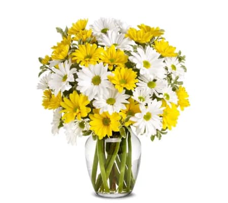 GET WELL VASE OF ASSORTED DAISIES