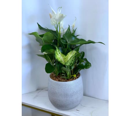 White Peace Planter Garden