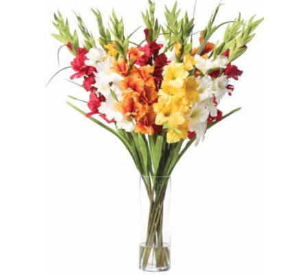 Graceful Majesty Gladiolus
