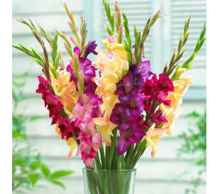 Mixed Gladiola vase