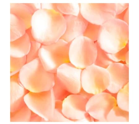 Fresh Peach Rose Petals