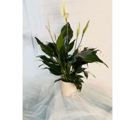 Peace Lily W/ Neutral Tone Pot