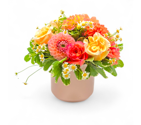 Sweet Dahlia Delight