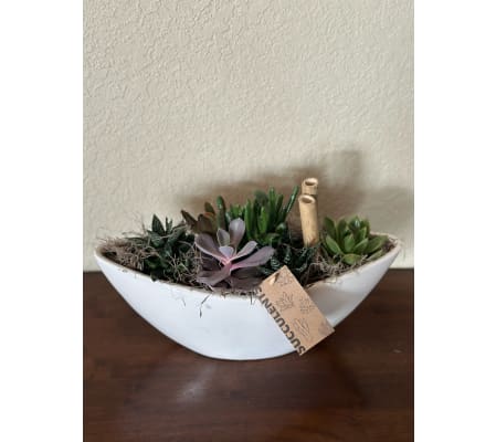 A Boat of Succulents