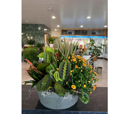 Autumn Mum Euro Garden