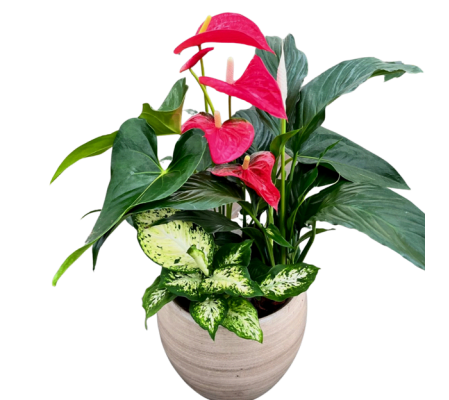 Beige Mixed Tropical