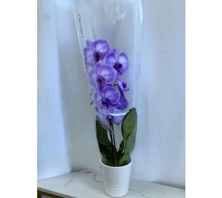Purple Tinted Waterfall Orchid