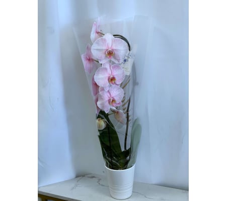 Pink Tinted Waterfall Orchid