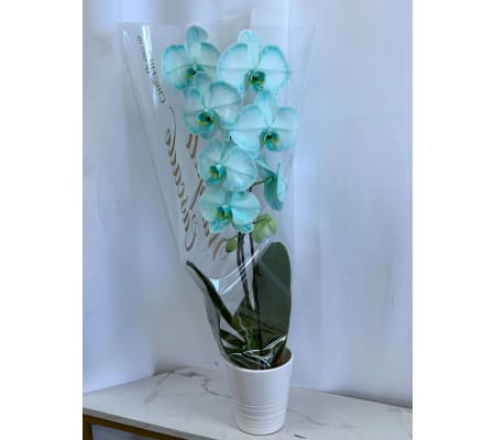 Turquoise Tinted Waterfall Orchid