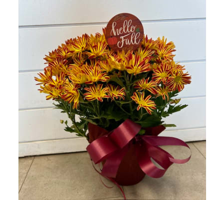 Bronze Fall Mum Plant