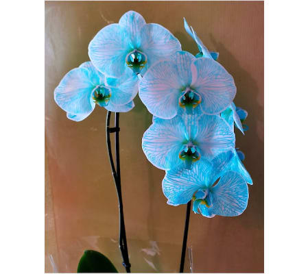 Blue orchid
