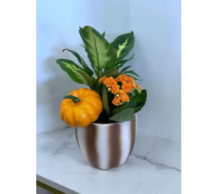 Brown & White Pumpkin Vibe Planter - 4
