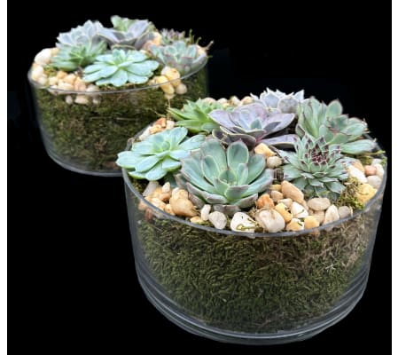 Succulent Sphere Garden