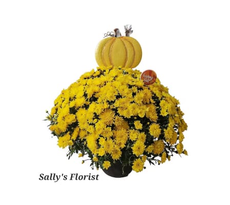 Sally's Harvest Pumpkin Mums