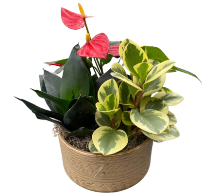 Anthurium Fai Bowl Mixed Planter
