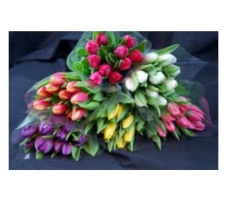 Wrapped Tulips - Assorted Colours
