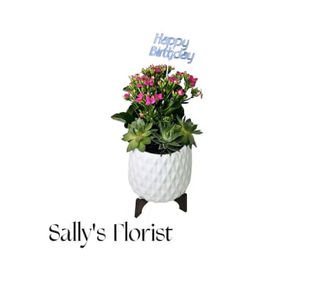 Sally Birthday Bloom & Succulent Garden