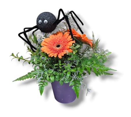 Gerbera Halloween Spider Surprise