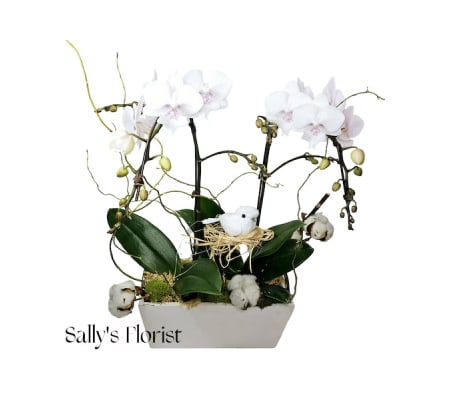Sally's Cotton Bird Orchid
