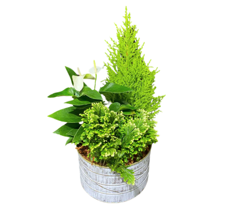 Christmas Gold Medium