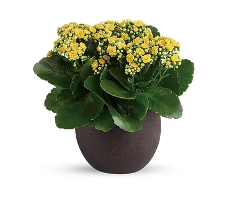 Forever Yellow Kalanchoes