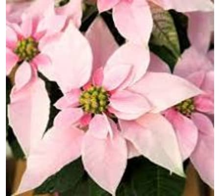 Pretty In Pink Poinsettia