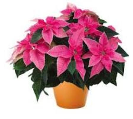 Barbie Loves Pink Poinsettia