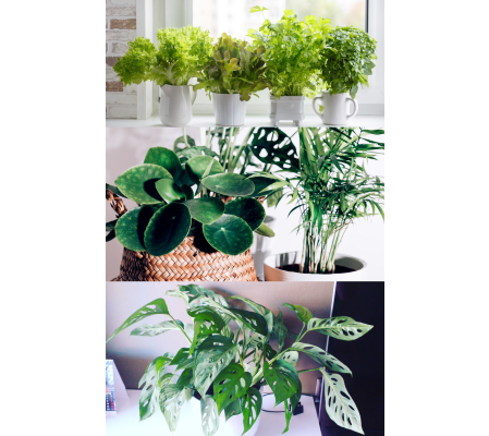 Daily Deal: Plant in a Pot